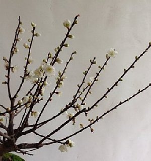 2017-12-29 15.25.52.jpg
