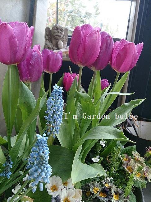 チューリップ寄せ植え.jpg