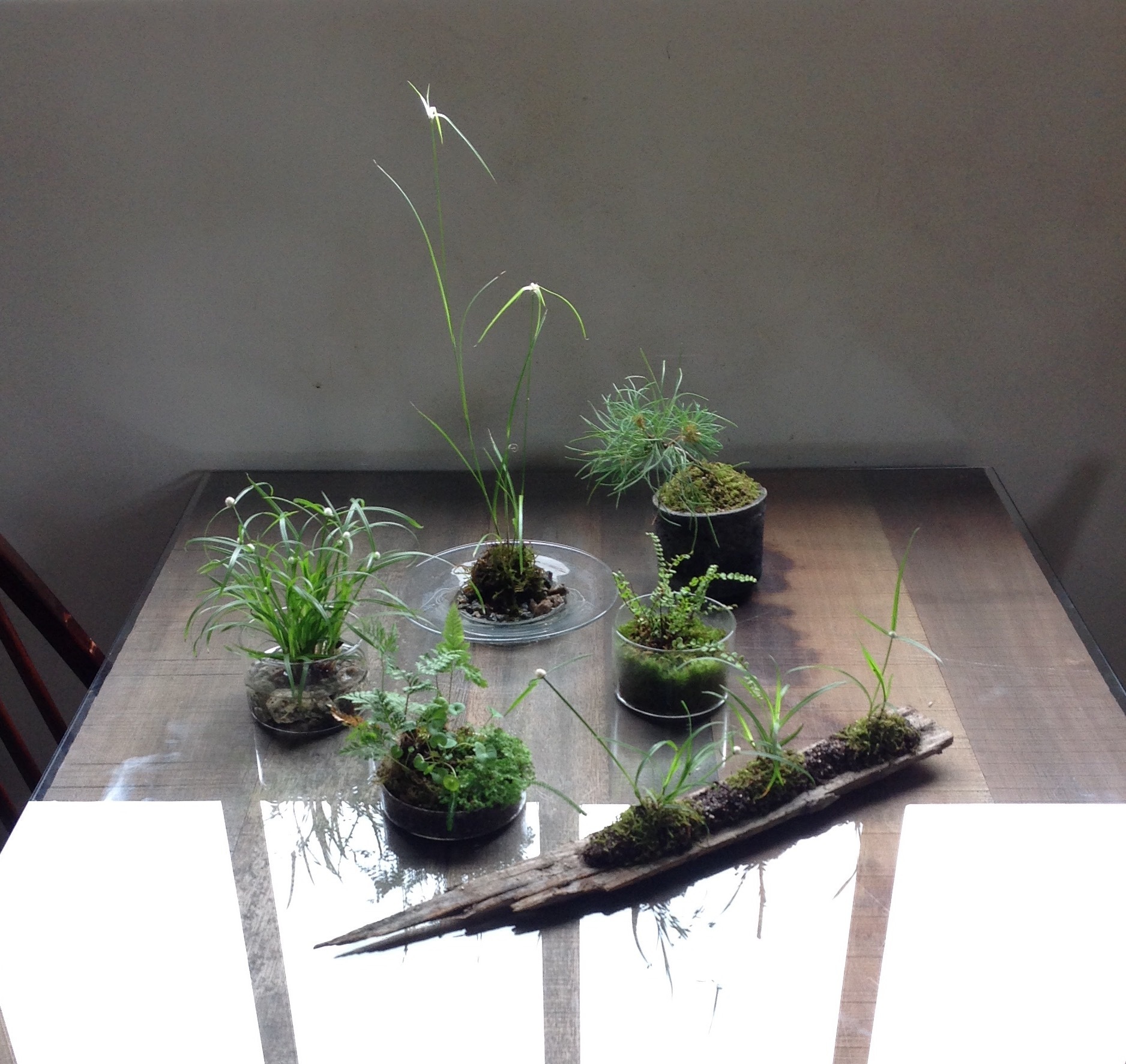 夏草の寄せ植え.jpg
