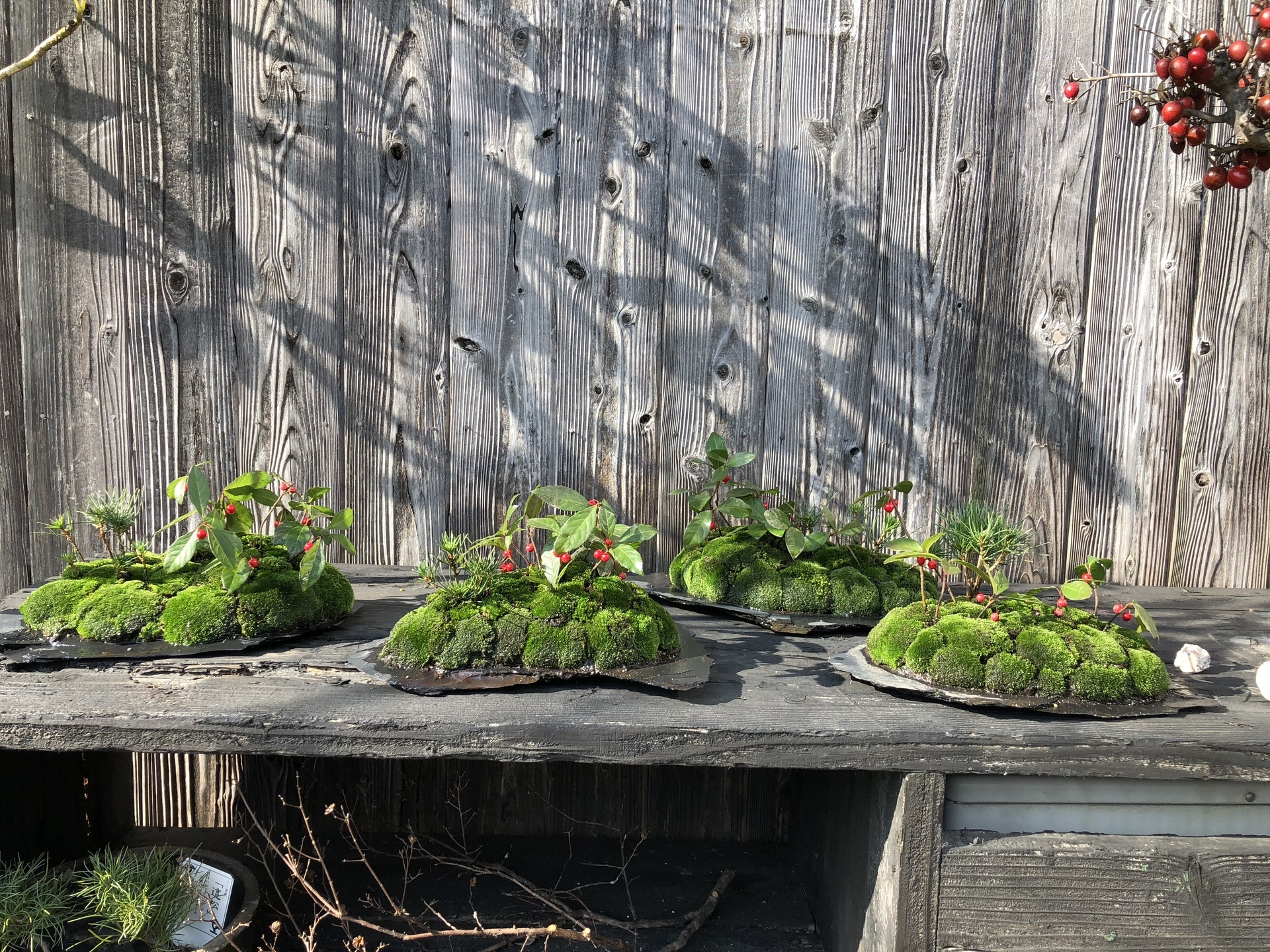 寄せ植え4つ.jpg