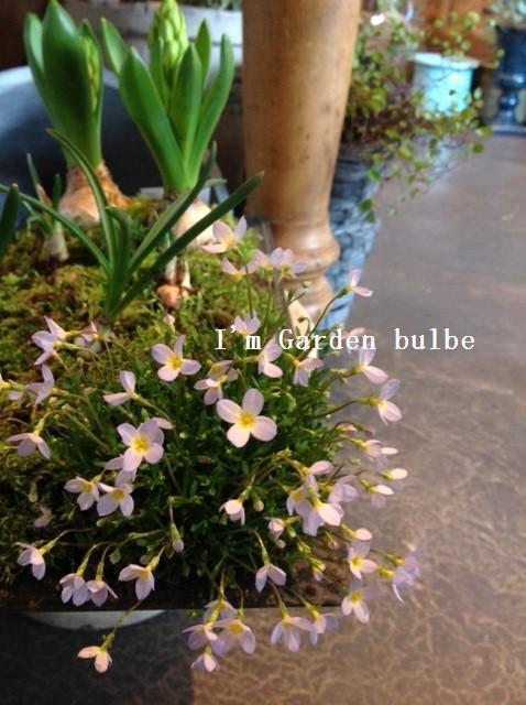寄せ植え1.jpg