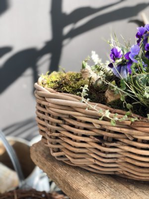 ビオラヒヤシンス寄せ植え球根1.jpg
