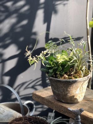 プリムラムスカリ寄せ植え1.jpg