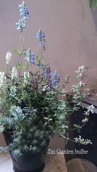 ボックセージ寄せ植え.jpg