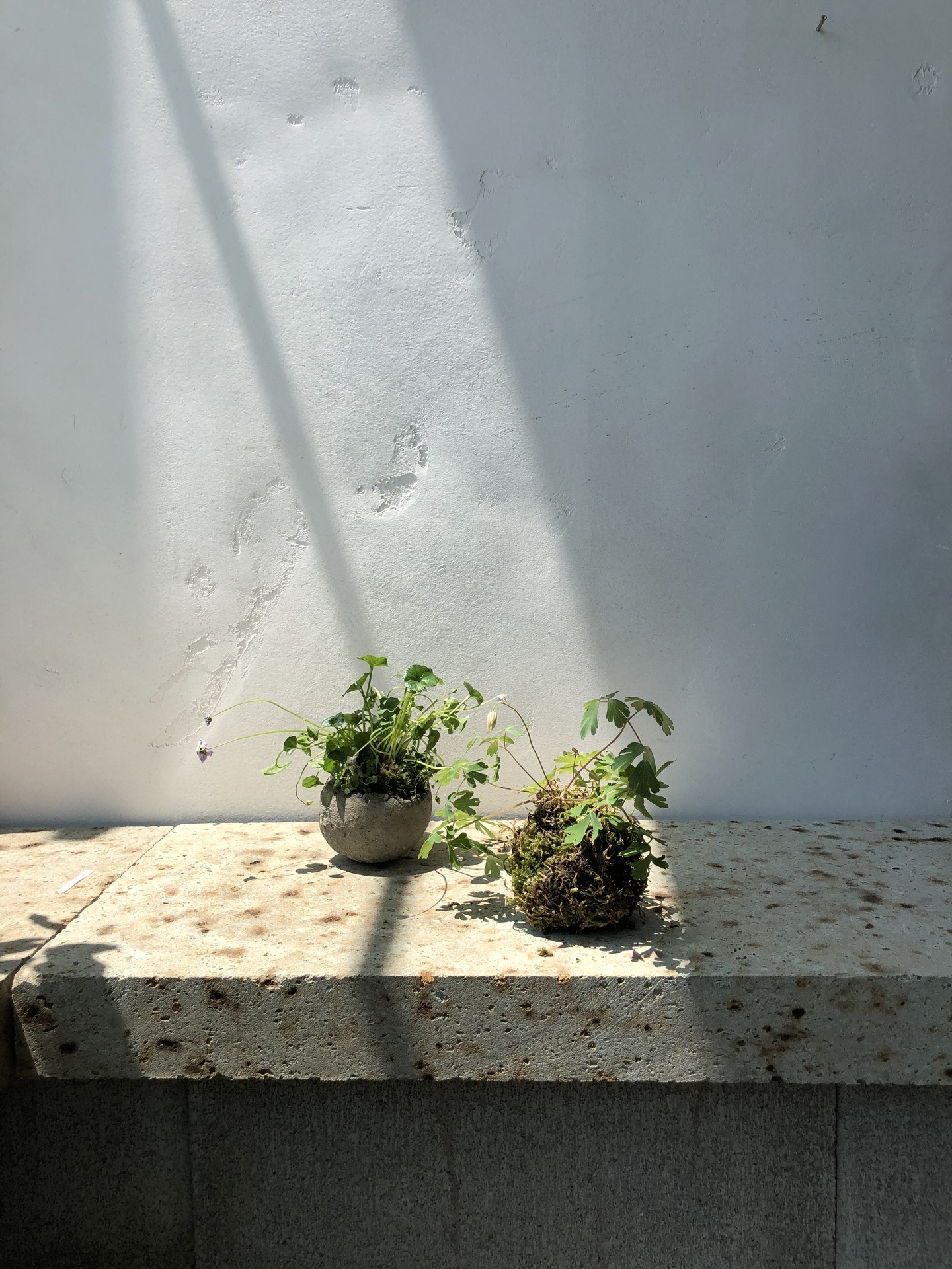 寄せ植え1.jpg