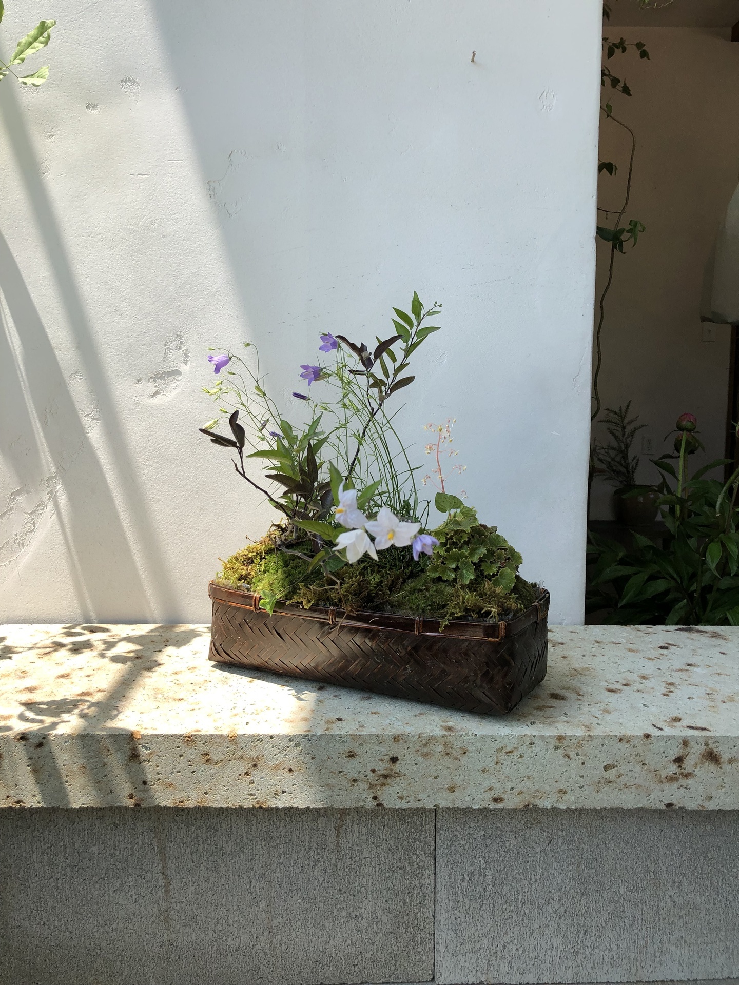 寄せ植え10.jpg