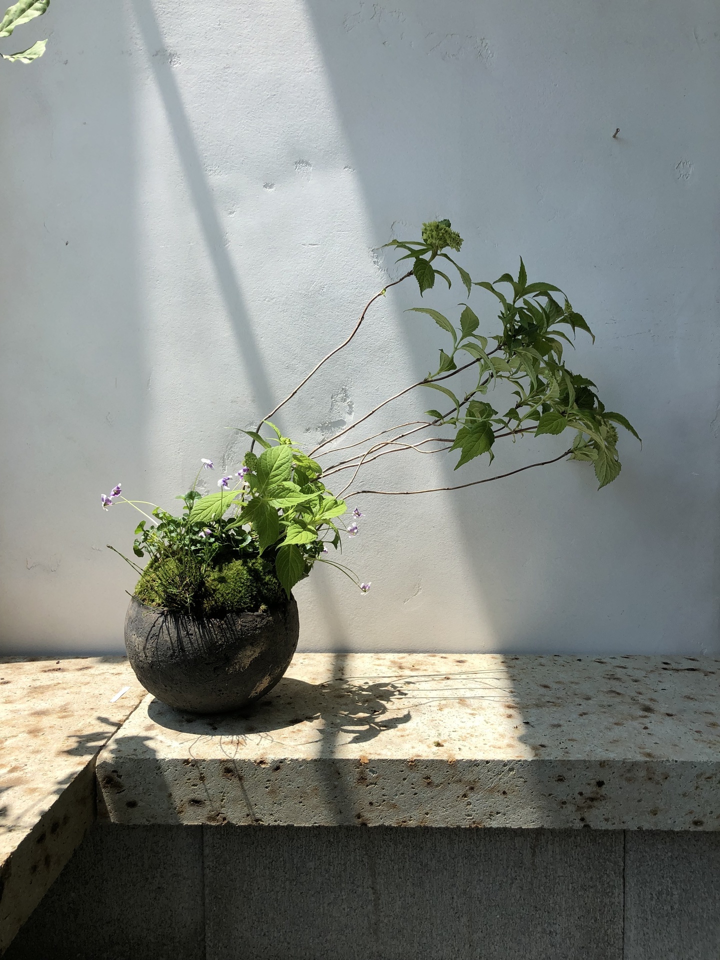 寄せ植え2.jpg