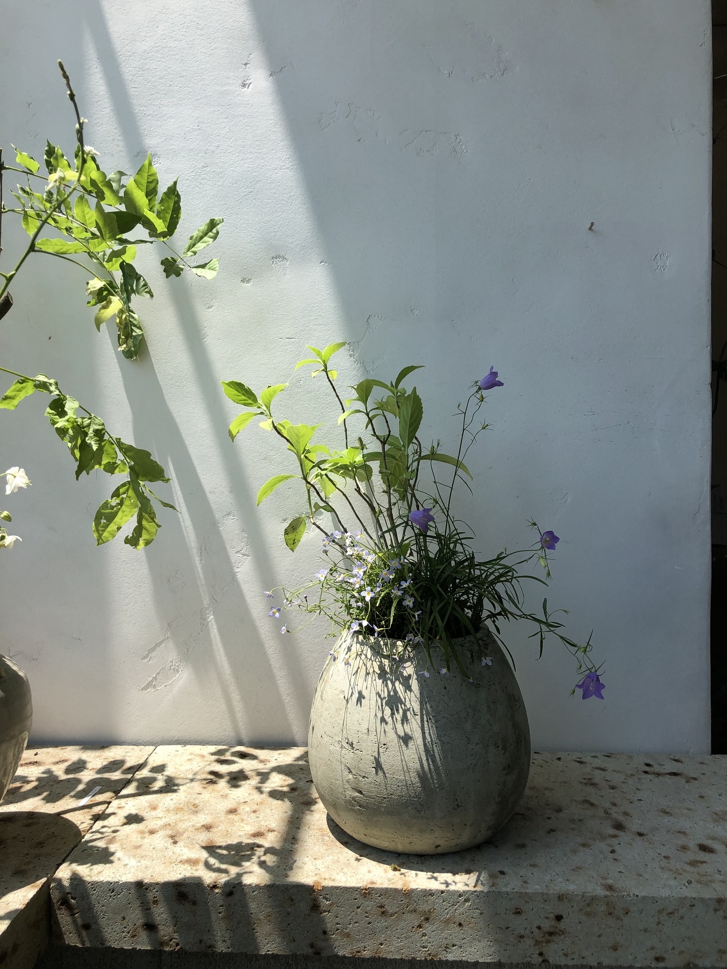 寄せ植え4.jpg
