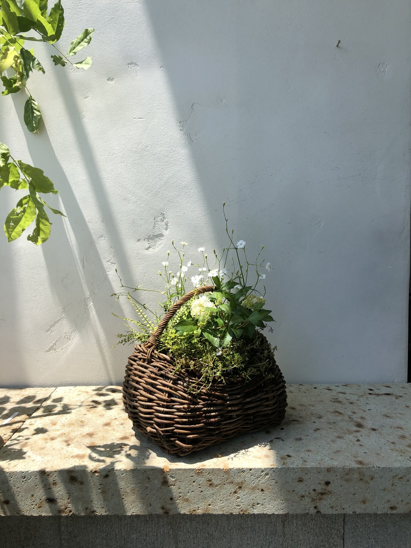 寄せ植え5.jpg