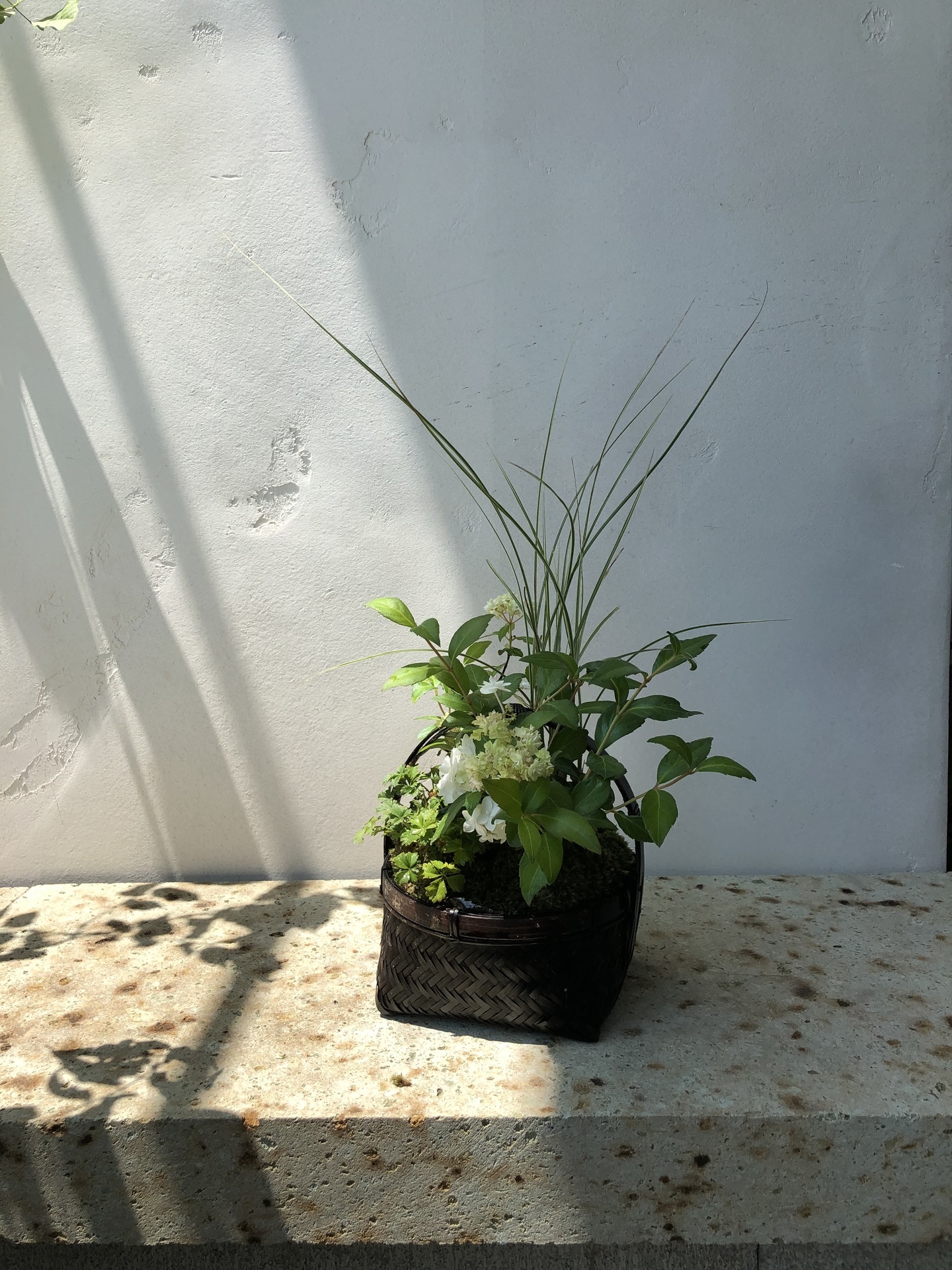 寄せ植え6.jpg