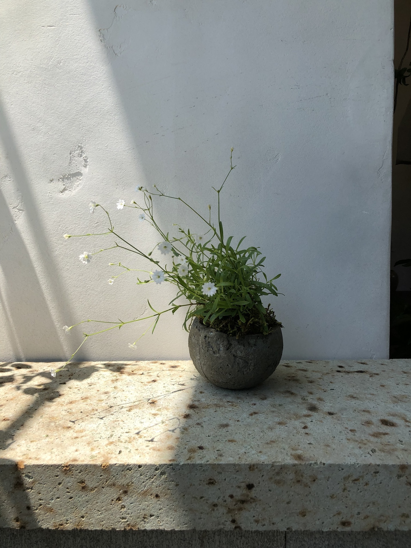 寄せ植え9.jpg